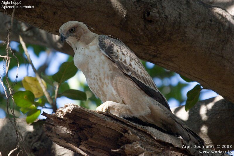 Changeable Hawk-Eagle