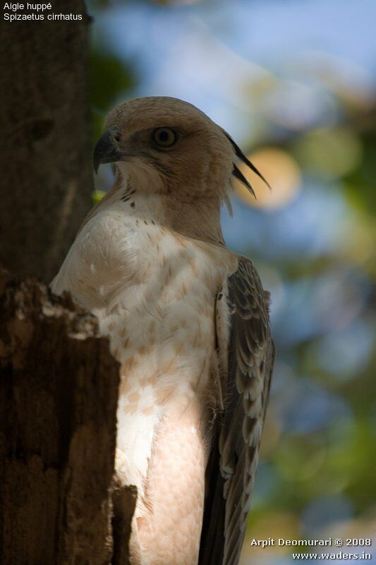 Changeable Hawk-Eagle