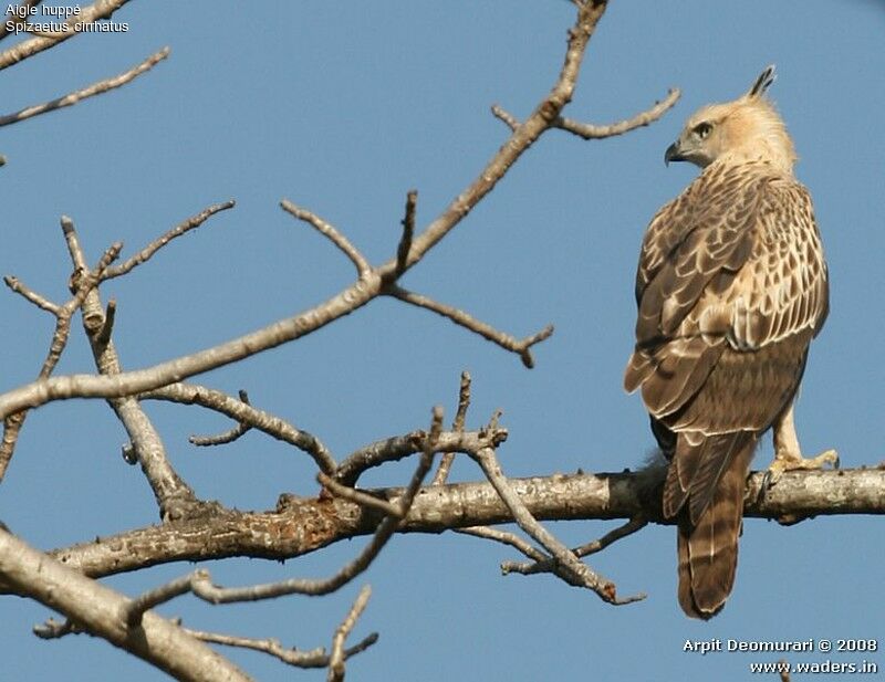 Changeable Hawk-Eagle