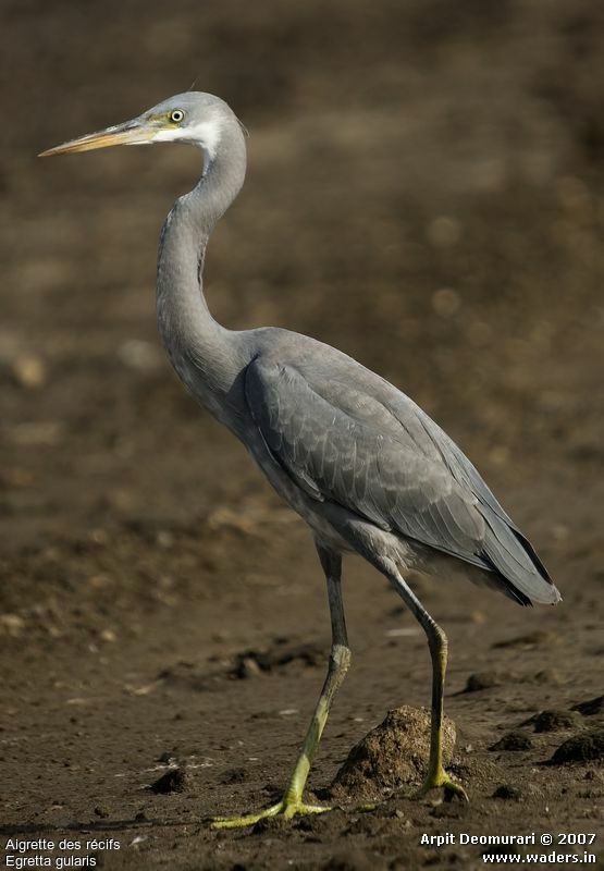 Western Reef Heron