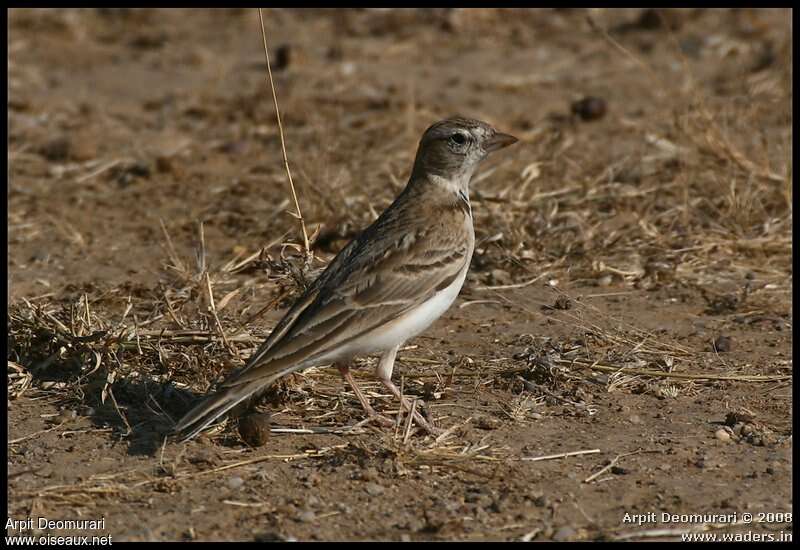 Greater Short-toed Lark