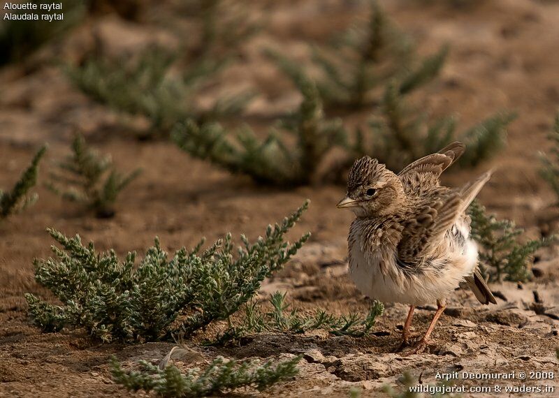 Sand Larkadult breeding