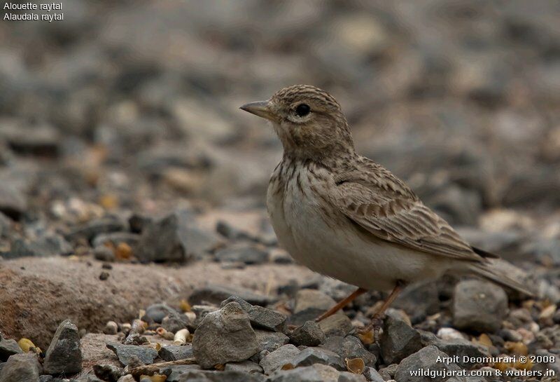 Sand Lark