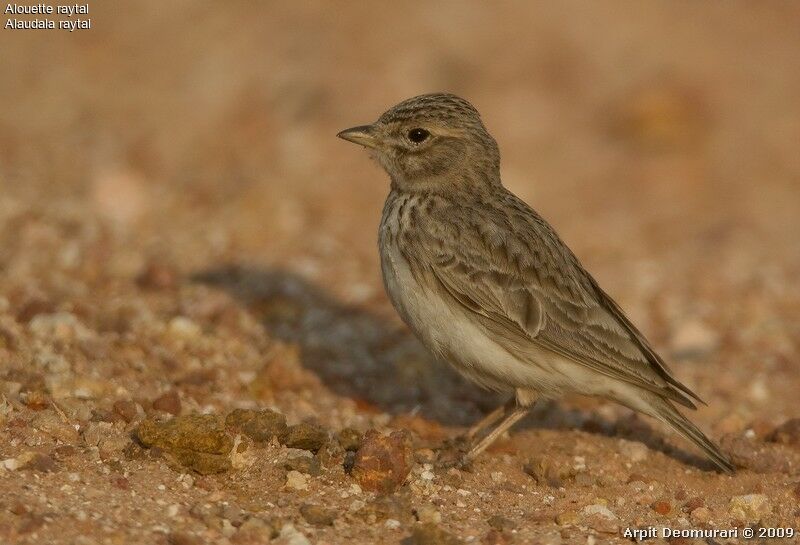 Sand Lark