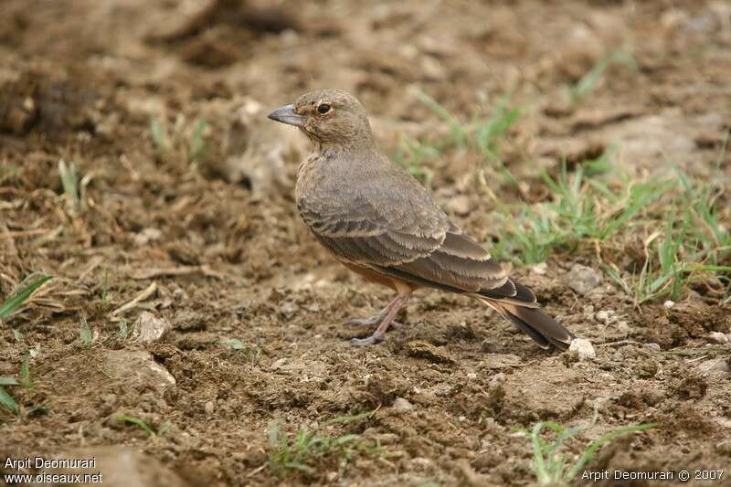 Rufous-tailed Larkadult breeding, identification