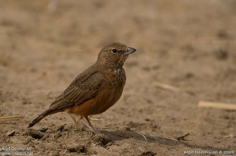 Rufous-tailed Larkadult, pigmentation