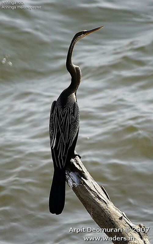 Oriental Darter