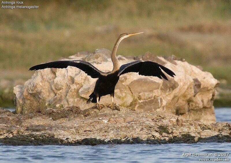 Anhinga roux