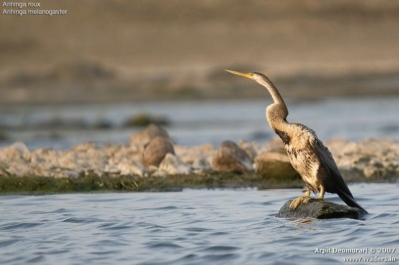 Anhinga roux