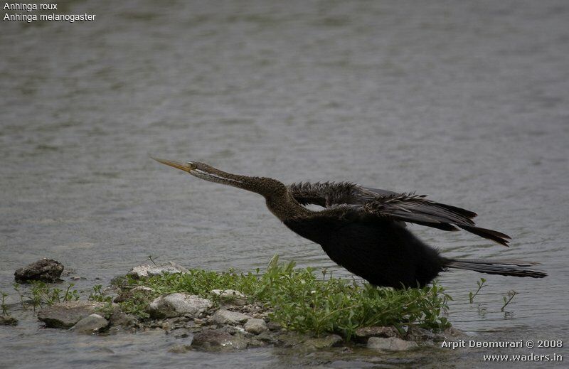 Anhinga roux