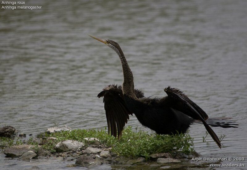 Anhinga roux