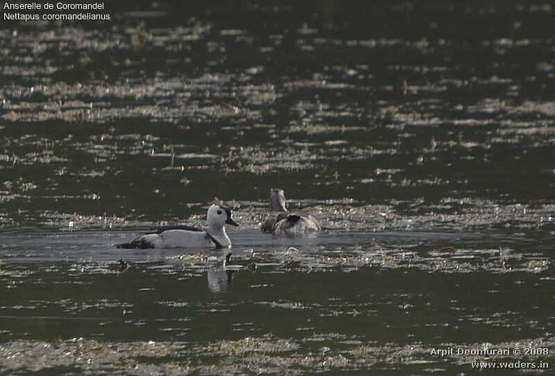 Cotton Pygmy Goose adult