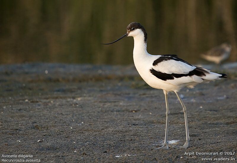 Avocette élégante