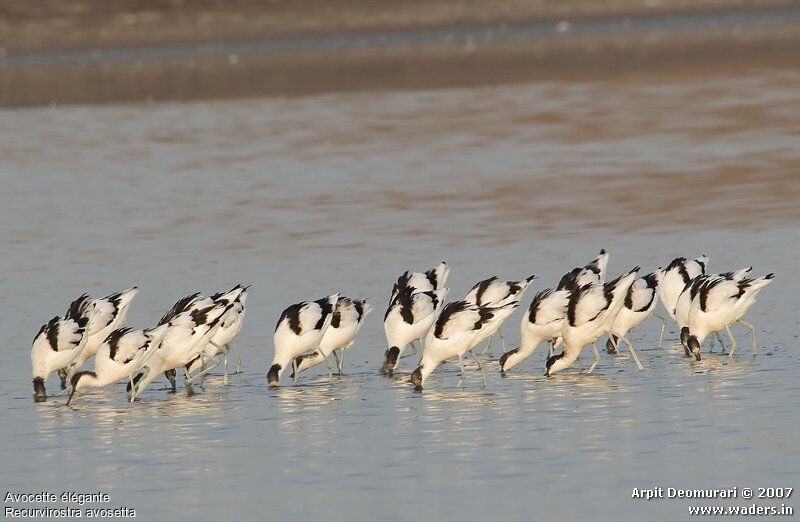 Pied Avocet