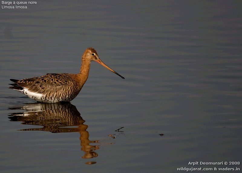 Black-tailed Godwit