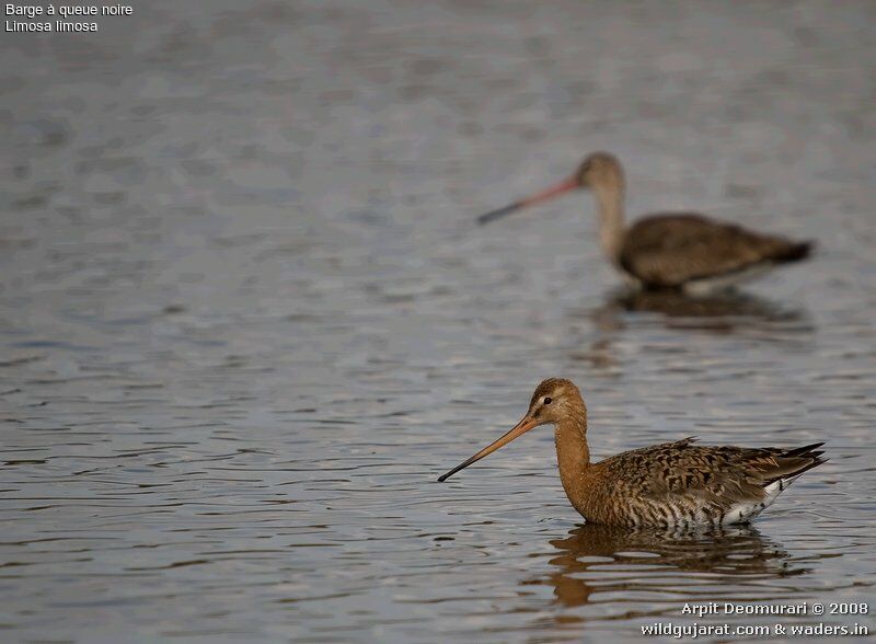 Black-tailed Godwit