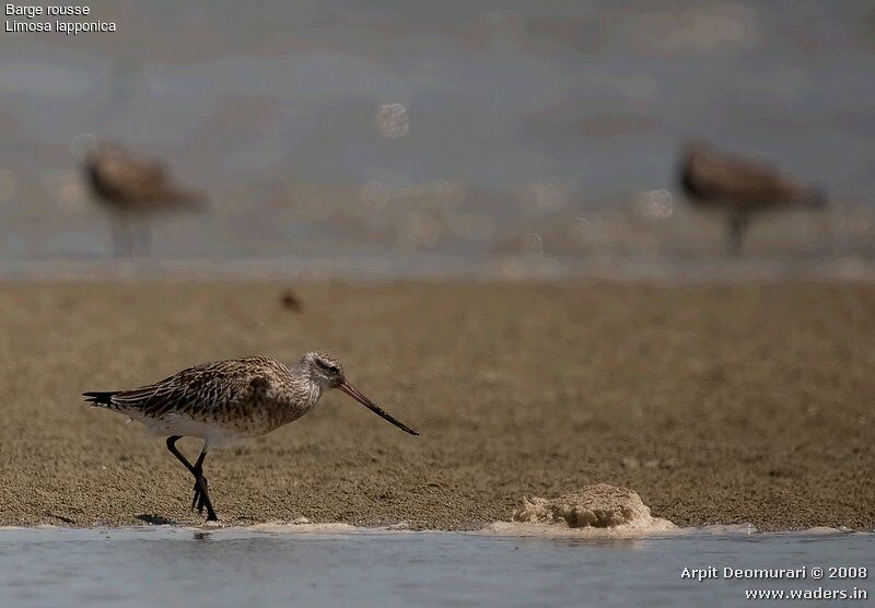 Bar-tailed Godwit