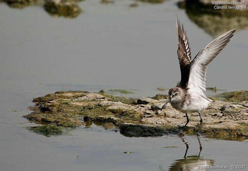 Curlew Sandpiper