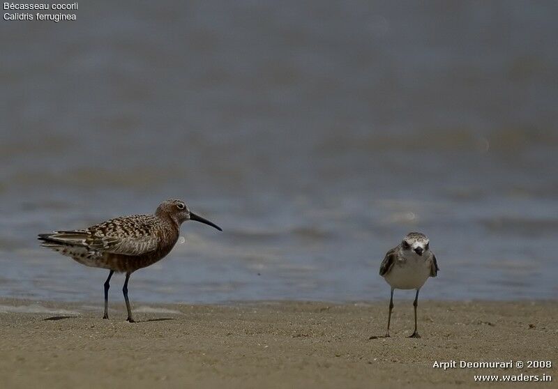 Curlew Sandpiperadult breeding