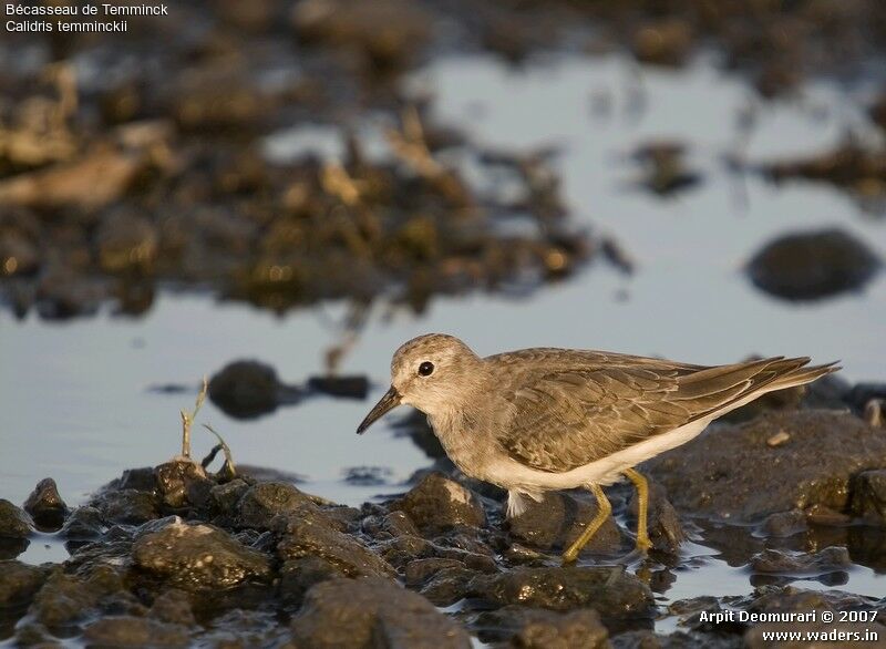 Temminck's Stint