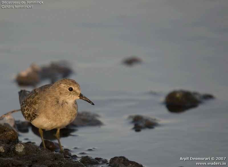 Temminck's Stint