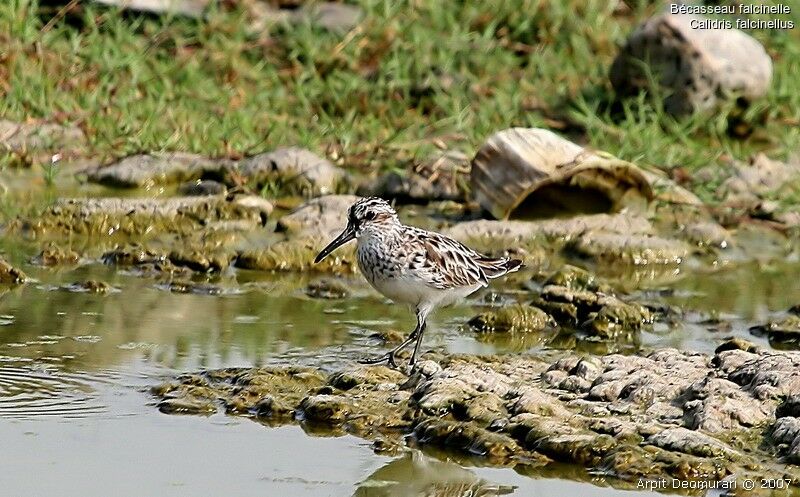 Broad-billed Sandpiper