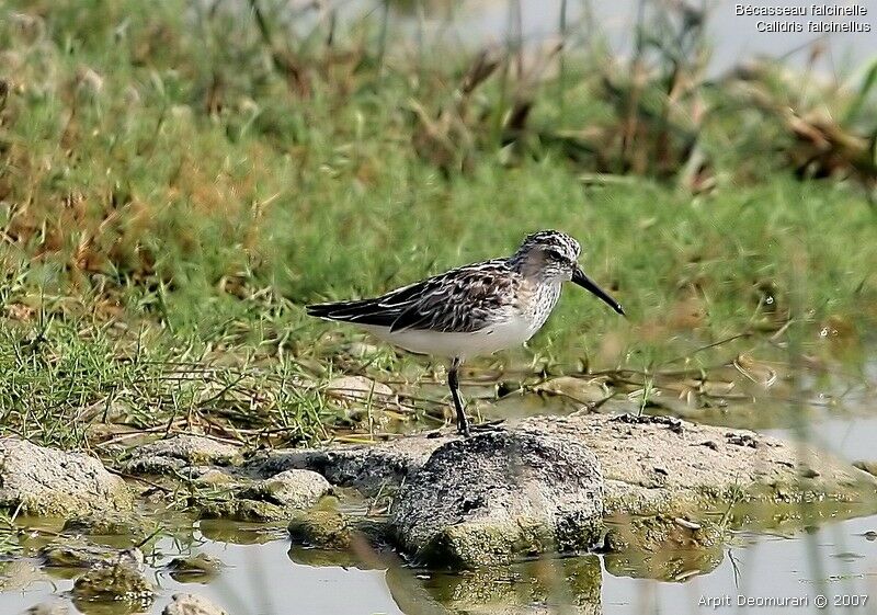 Broad-billed Sandpiper