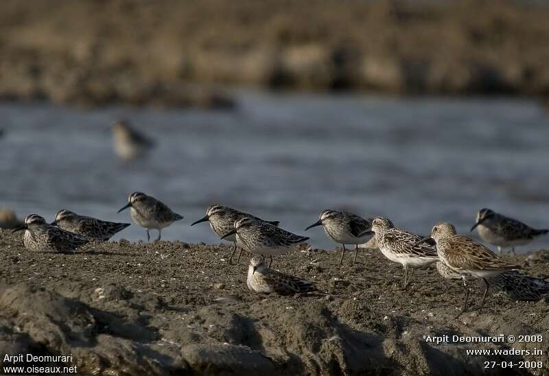 Broad-billed Sandpiperadult breeding, habitat, Behaviour