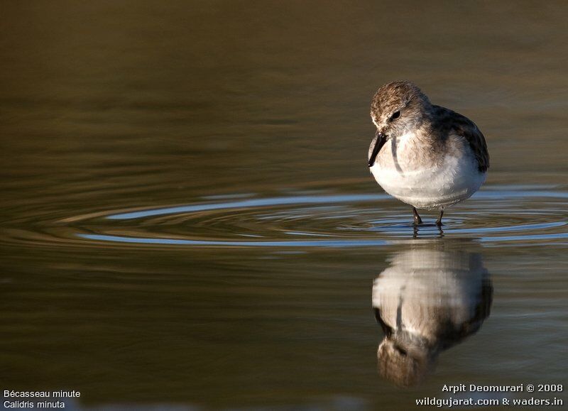 Little Stint