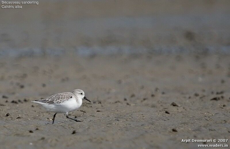 Sanderling