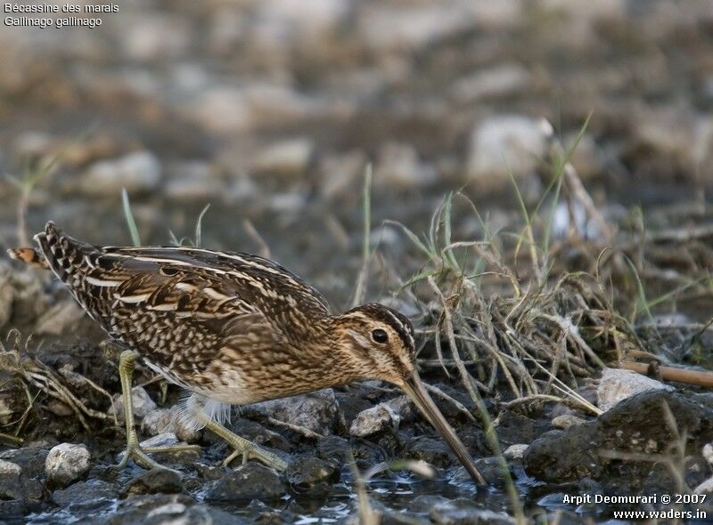 Common Snipe