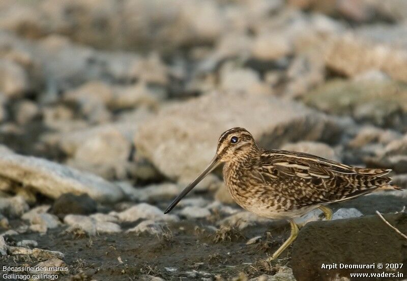 Common Snipe