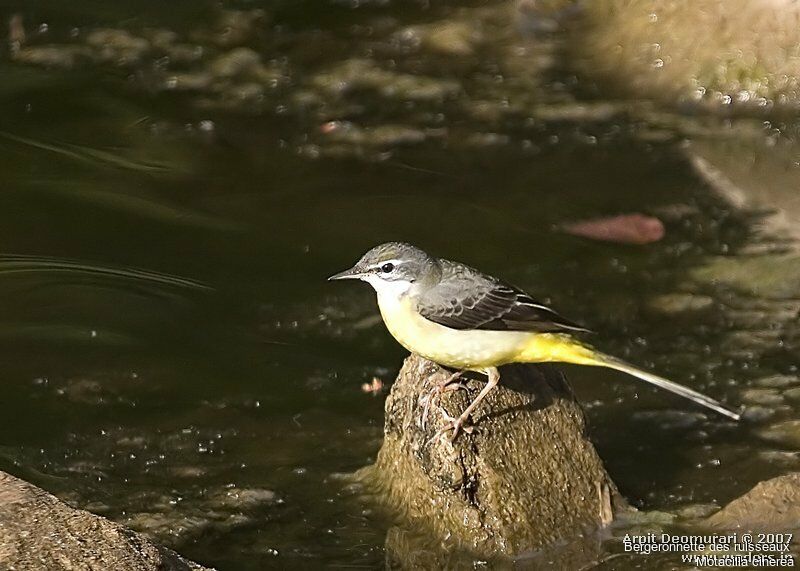 Grey Wagtail