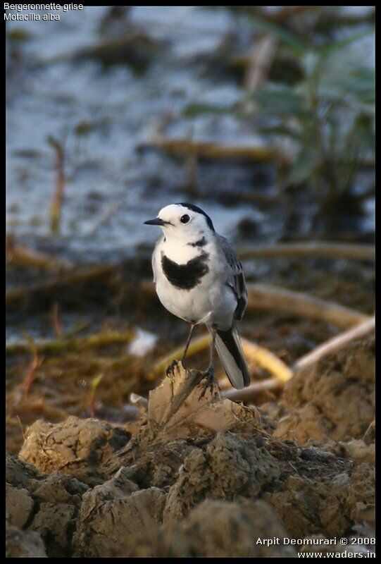 White Wagtail