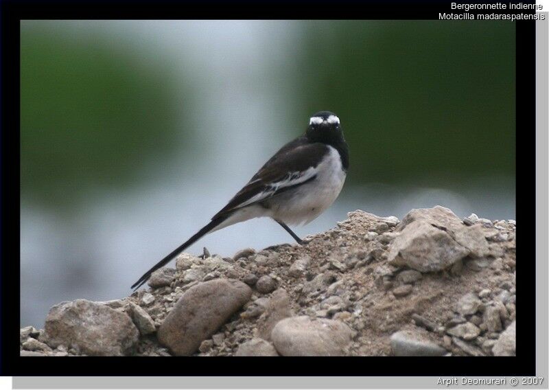 White-browed Wagtail