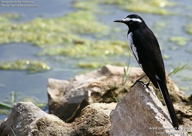 White-browed Wagtail