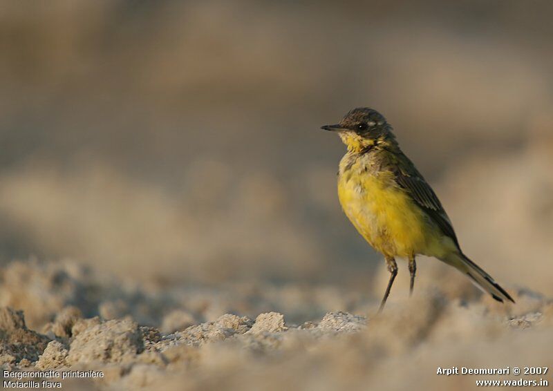 Western Yellow Wagtail