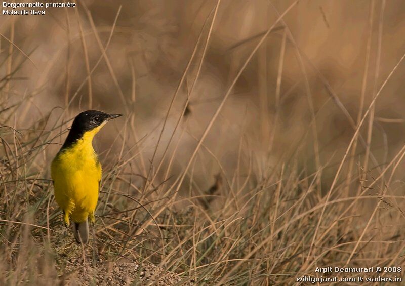 Western Yellow Wagtail