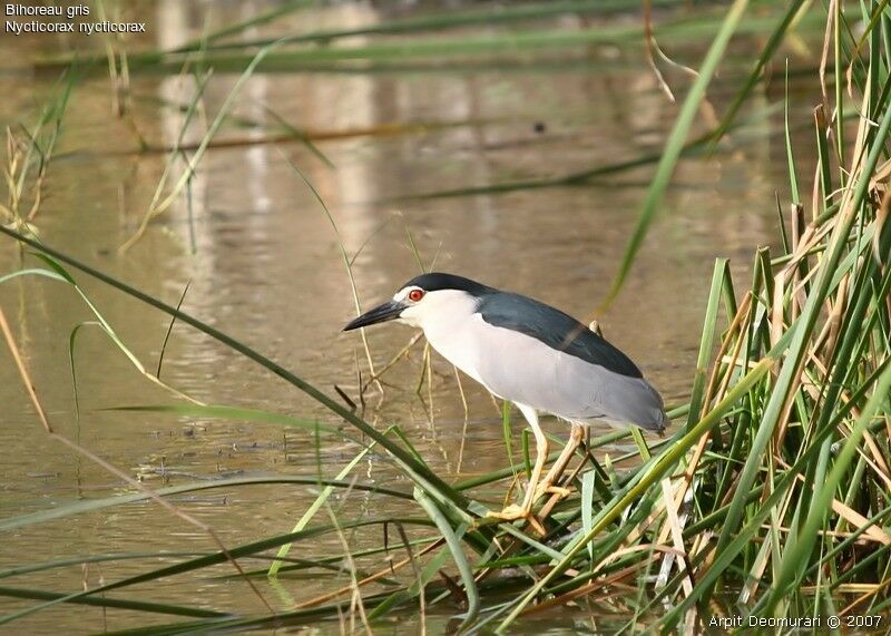 Black-crowned Night Heron