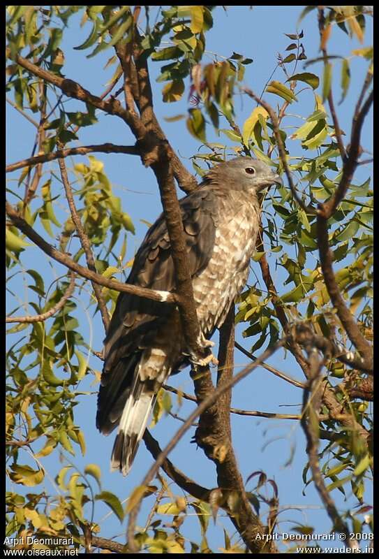 Crested Honey Buzzard female adult, identification