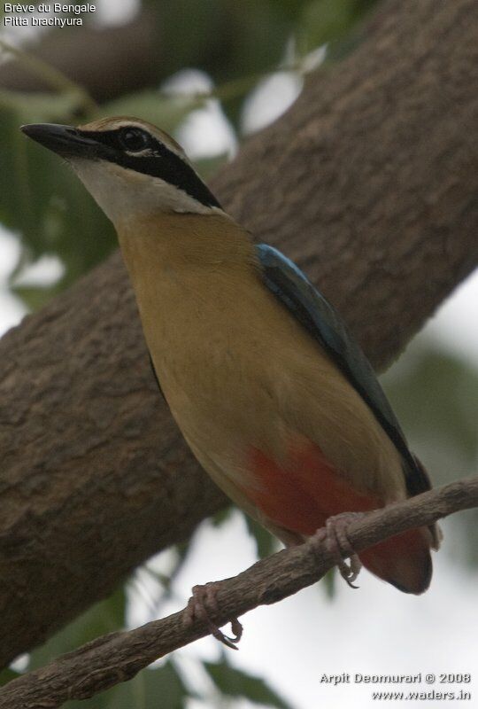 Indian Pitta