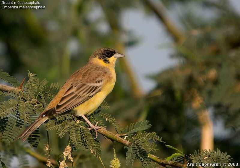 Black-headed Bunting male adult post breeding