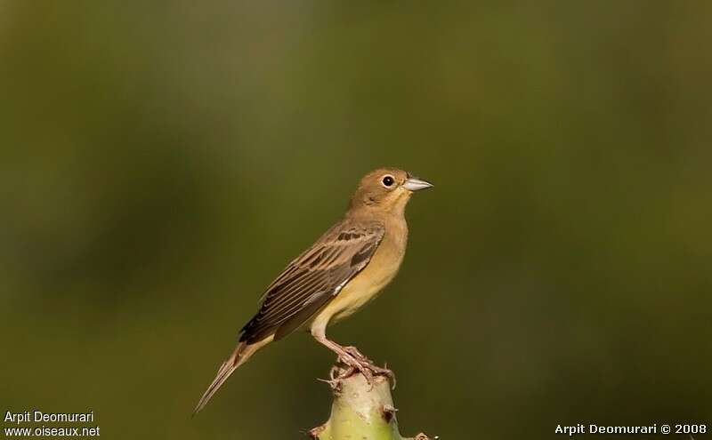 Black-headed Bunting female adult post breeding, identification