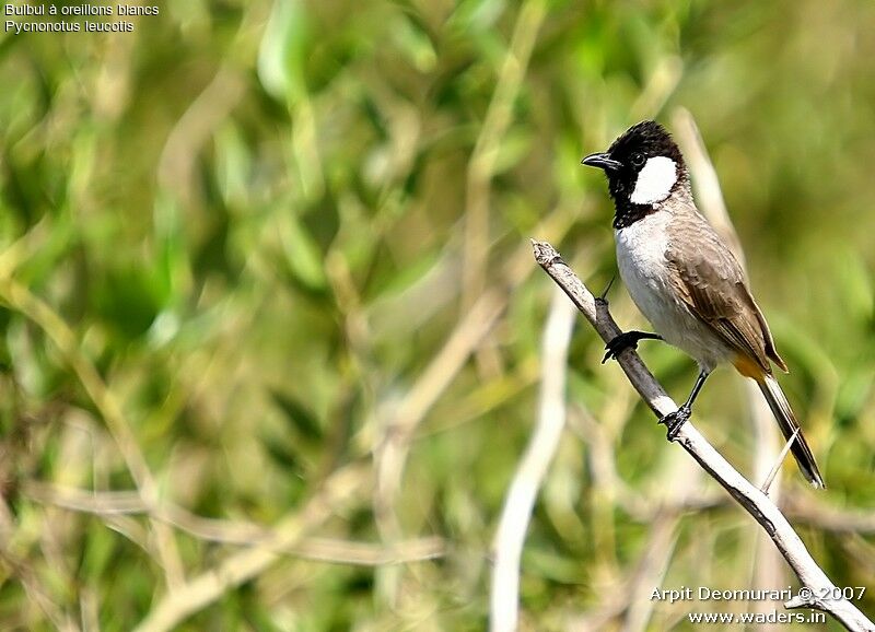 Bulbul à oreillons blancs