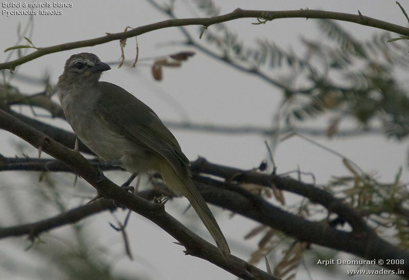 Bulbul à sourcils blancs