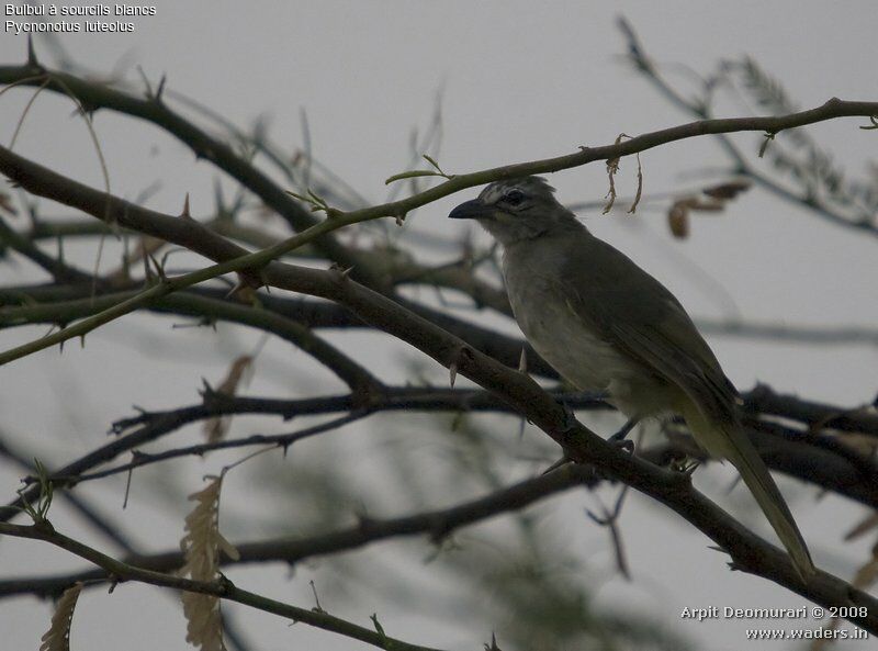 Bulbul à sourcils blancs