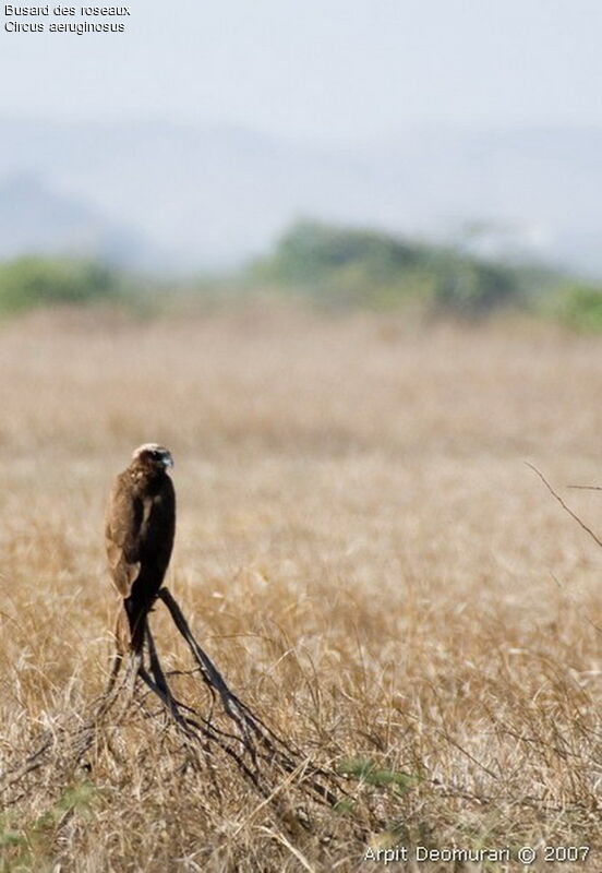 Western Marsh Harrier