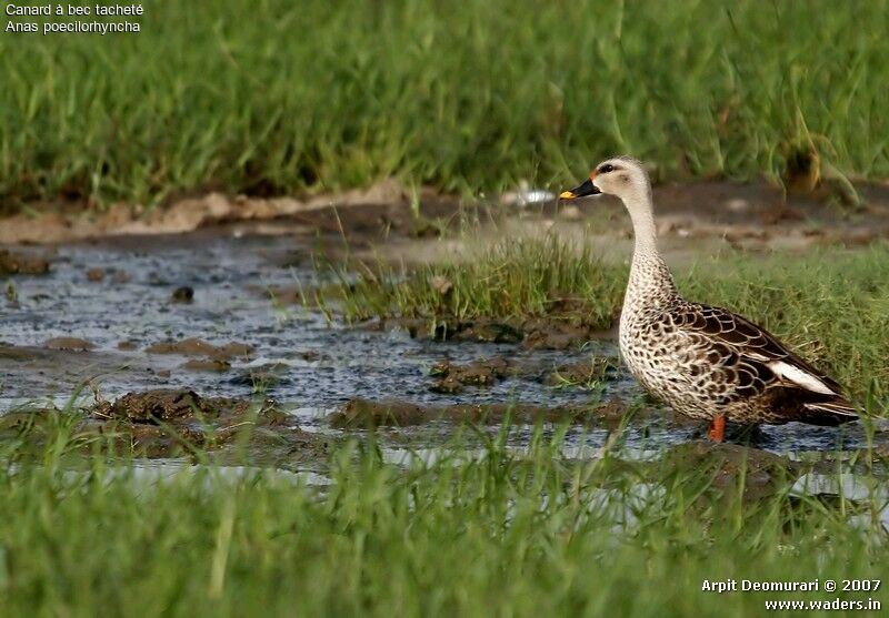 Indian Spot-billed Duck