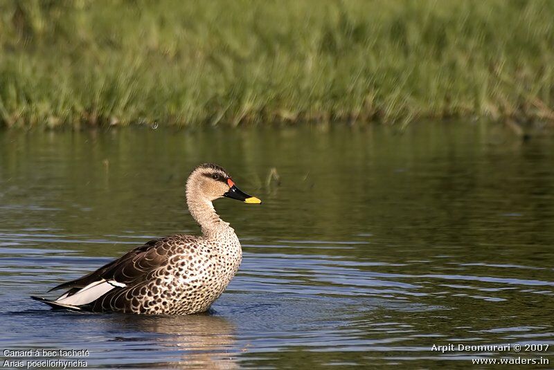 Canard à bec tacheté