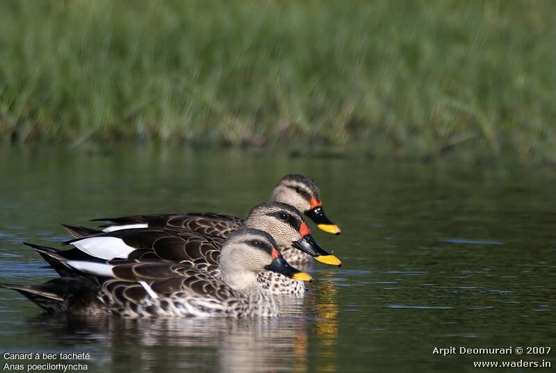 Canard à bec tacheté